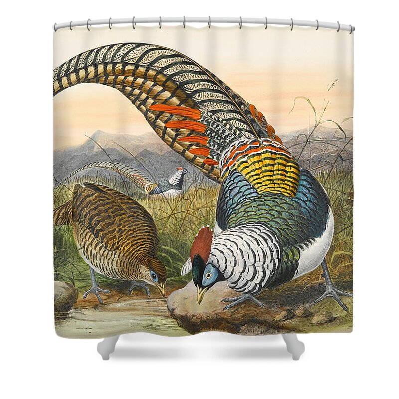 Joseph Wolf Shower Curtain featuring the drawing Lady Amherst's pheasant. Chrysolophus amherstiae by Joseph Wolf