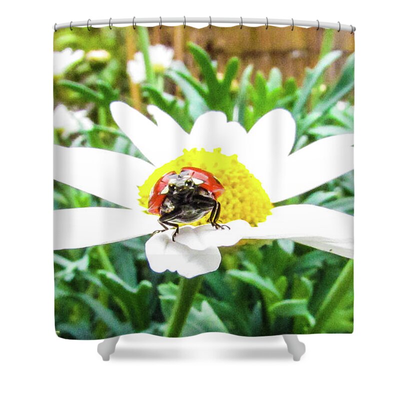 Daisy Flower Shower Curtain featuring the photograph Ladybug and Daisy Flower by Cesar Vieira