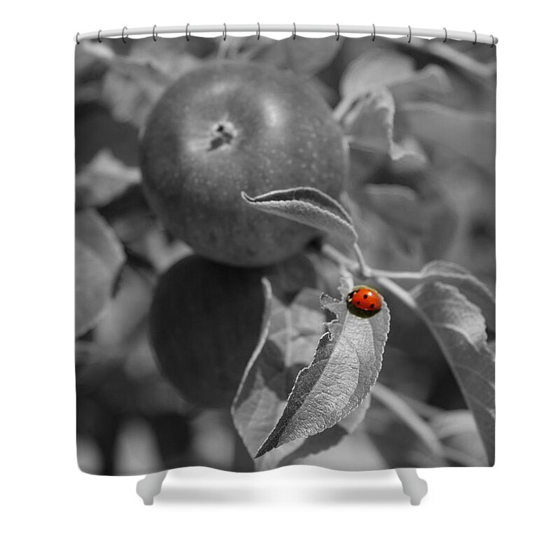  Shower Curtain featuring the photograph Ladybug by Florencia Damele