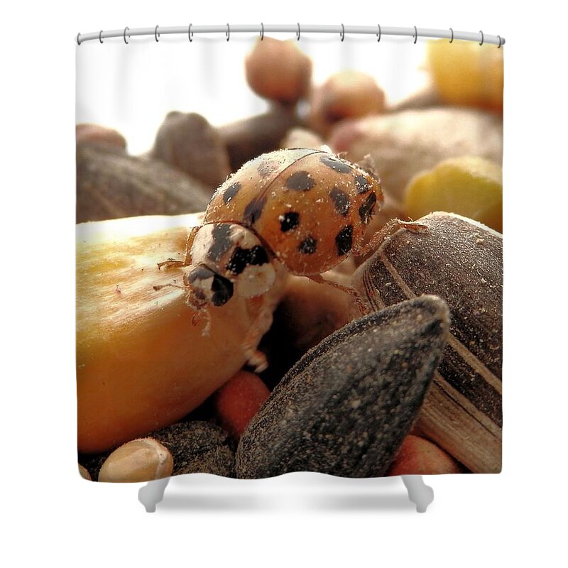 In The Squirrel Food Shower Curtain featuring the photograph Ladybug On The Run by Belinda Lee