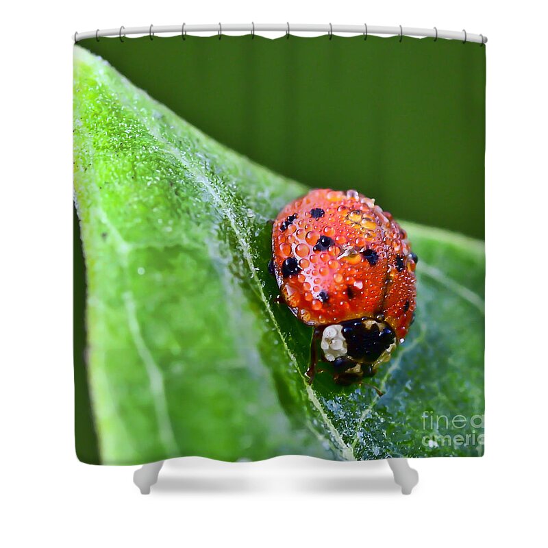 Ladybug Shower Curtain featuring the photograph Ladybug with Dew Drops by Kerri Farley