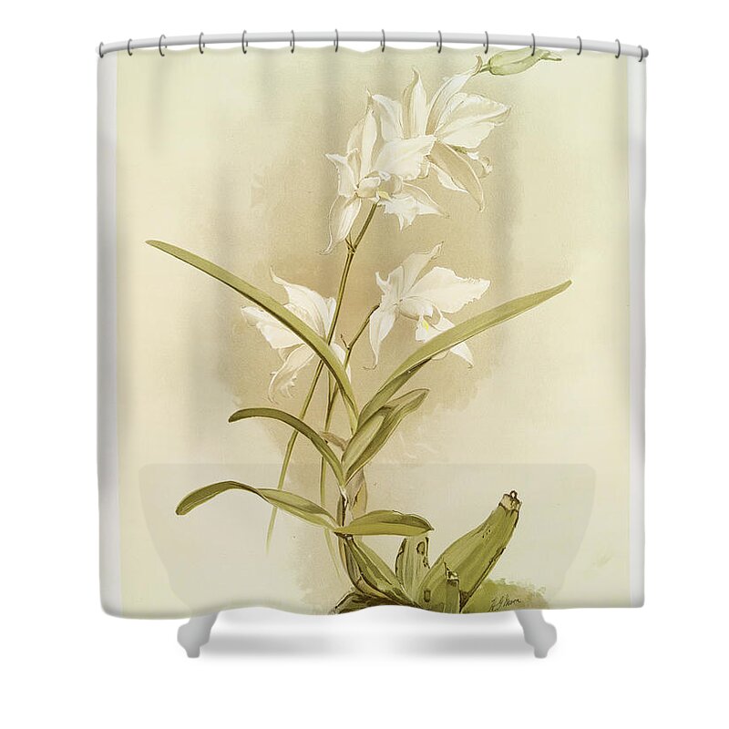 Botany Shower Curtain featuring the photograph Laelia Autumnalis Alba by Ricky Barnard