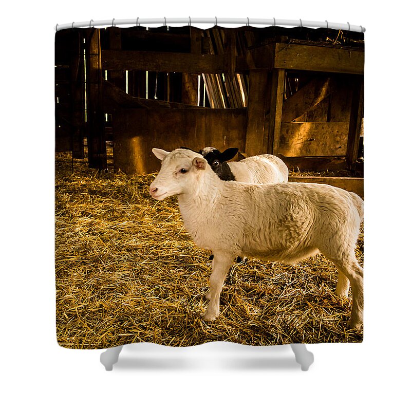 Jay Stockhaus Shower Curtain featuring the photograph Lambs by Jay Stockhaus