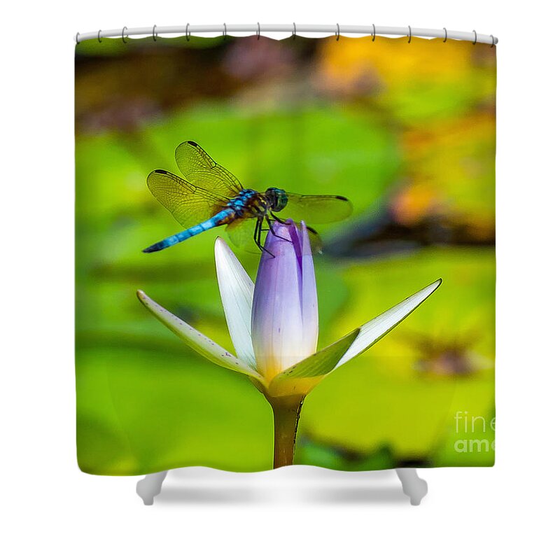 Water Lily Shower Curtain featuring the photograph Landed on the Lily by Stephen Whalen