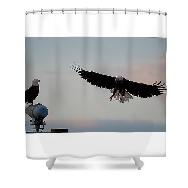 Blue Heron Comox British Columbia Pacific Ocean Canada Birds Wildlife. Ocean West Coast Miracle Beach Bald Eagle Shower Curtain featuring the photograph Landing by Edward Kovalsky
