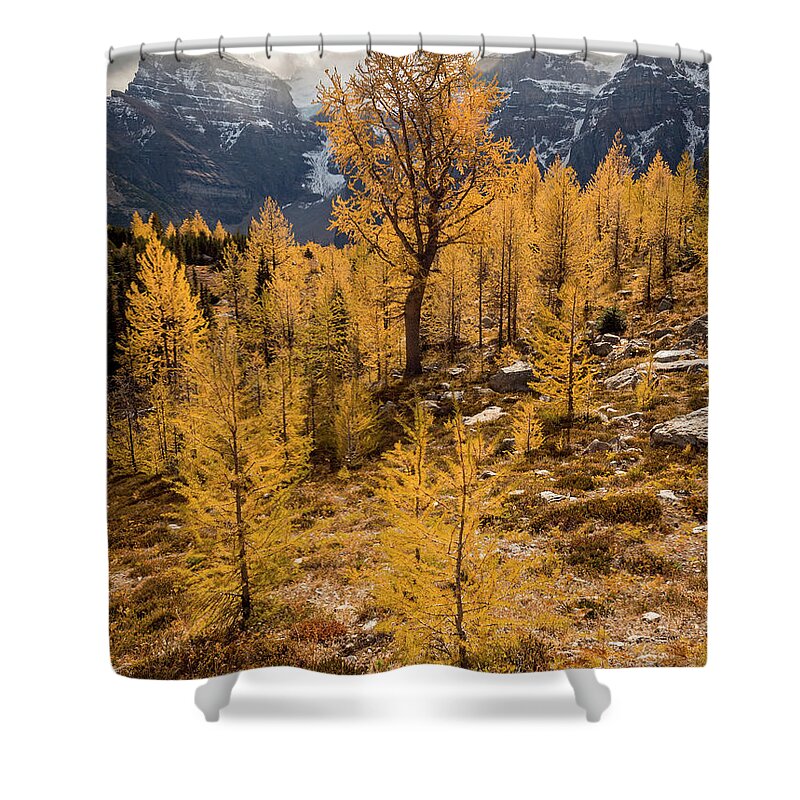 Larches Shower Curtain featuring the photograph Larch Family by Emily Dickey