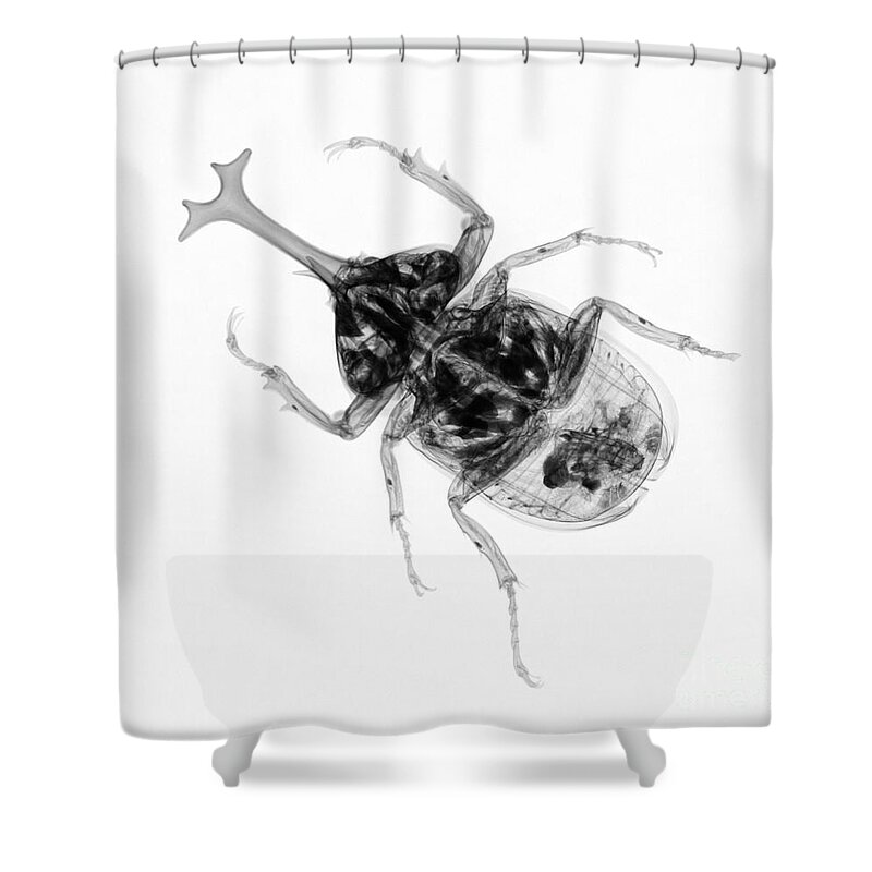 Insect Shower Curtain featuring the photograph Large Beetle X-ray by Ted Kinsman