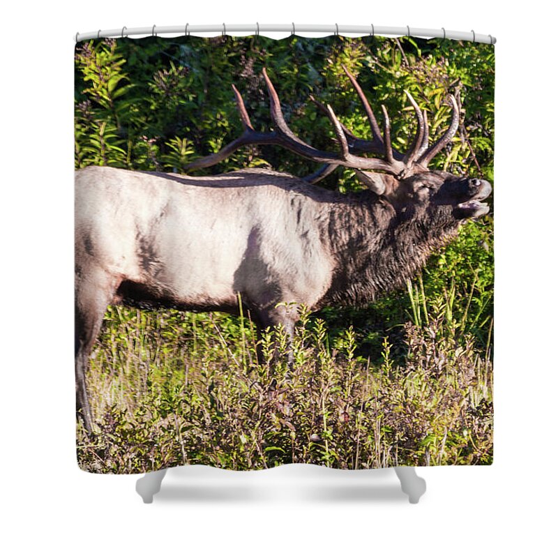 Bull Shower Curtain featuring the photograph Large Bull Elk Bugling by D K Wall