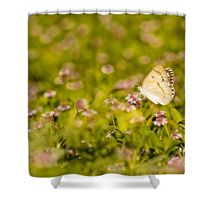 Butterfly Shower Curtain featuring the photograph Large Salmon Arab butterfly by Alon Meir