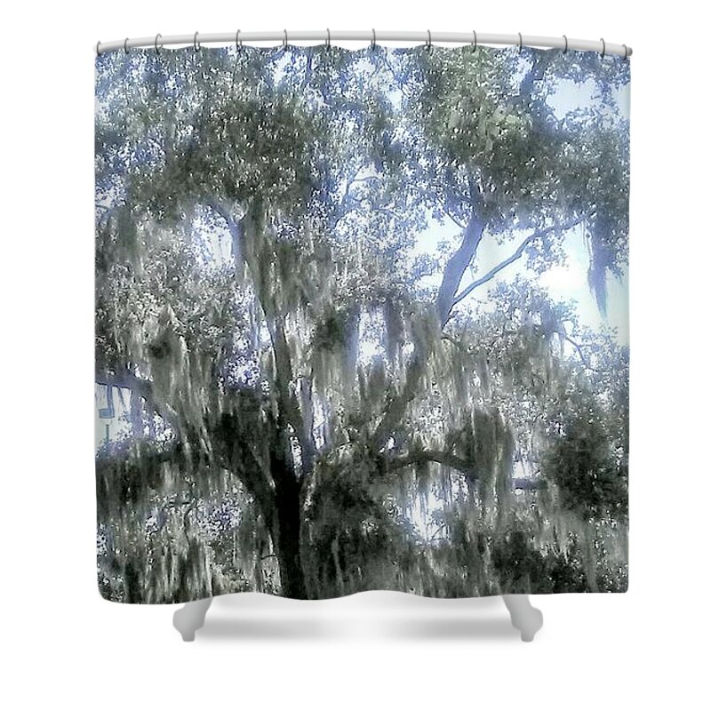 Tree. Florida Shower Curtain featuring the photograph Largo's Spanish Moss by Suzanne Berthier