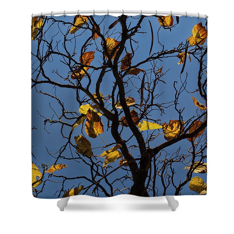 Color Shower Curtain featuring the photograph Last Leaves of Autumn by David Gordon