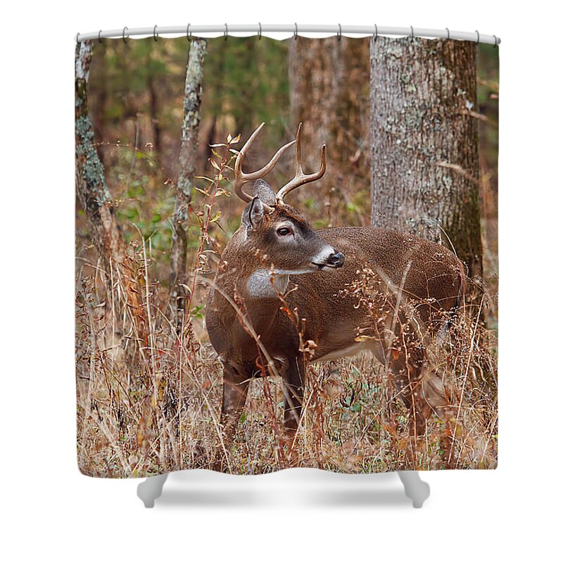 White-tail Deer Shower Curtain featuring the photograph Young Buck by Rhonda McClure