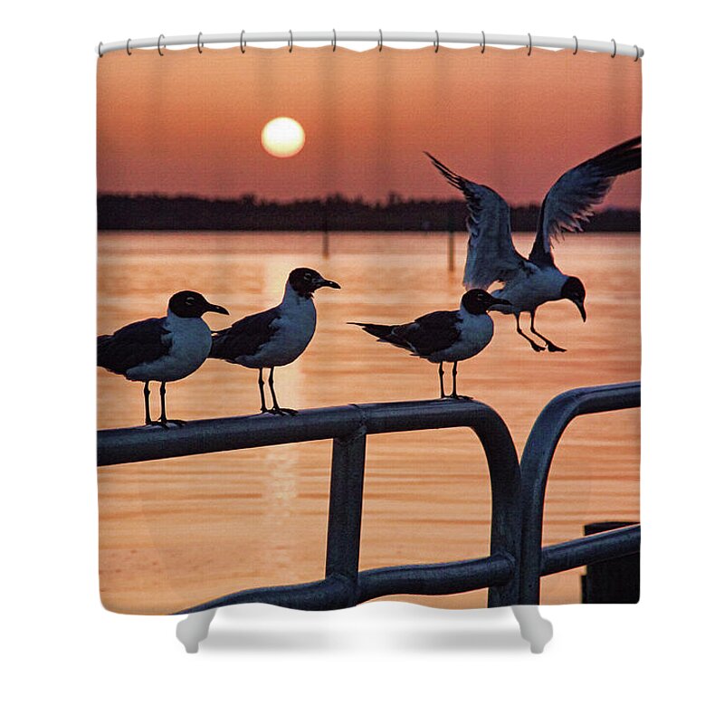 Anna Maria Island Florida Shower Curtain featuring the photograph Late For Breakfast by HH Photography of Florida