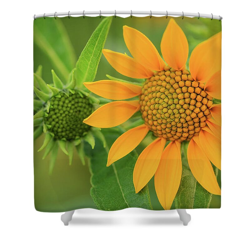 Beautiful Shower Curtain featuring the photograph Late Summer Wildflower in Color by Joni Eskridge