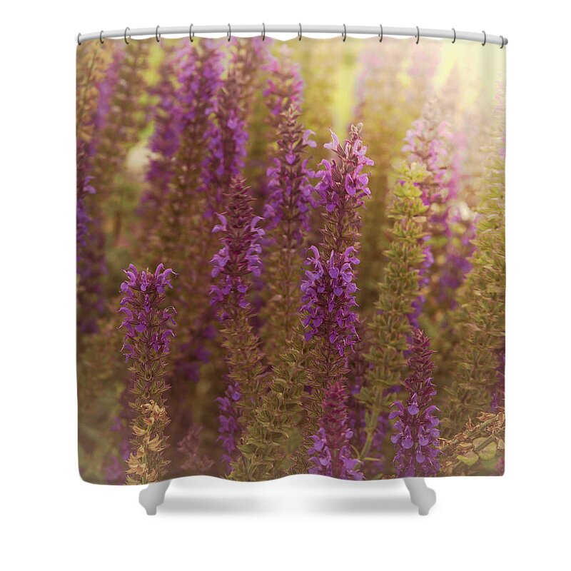 Lavender Shower Curtain featuring the photograph Lavender In August by Yeates Photography