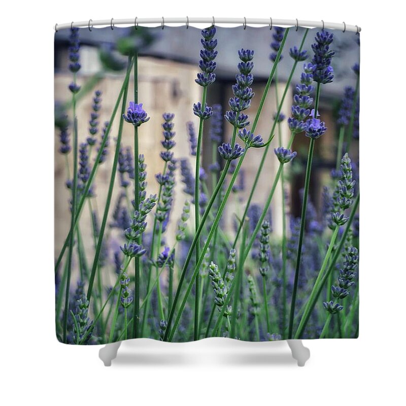 Lavender Shower Curtain featuring the photograph Lavender in Nice by Diana Rajala