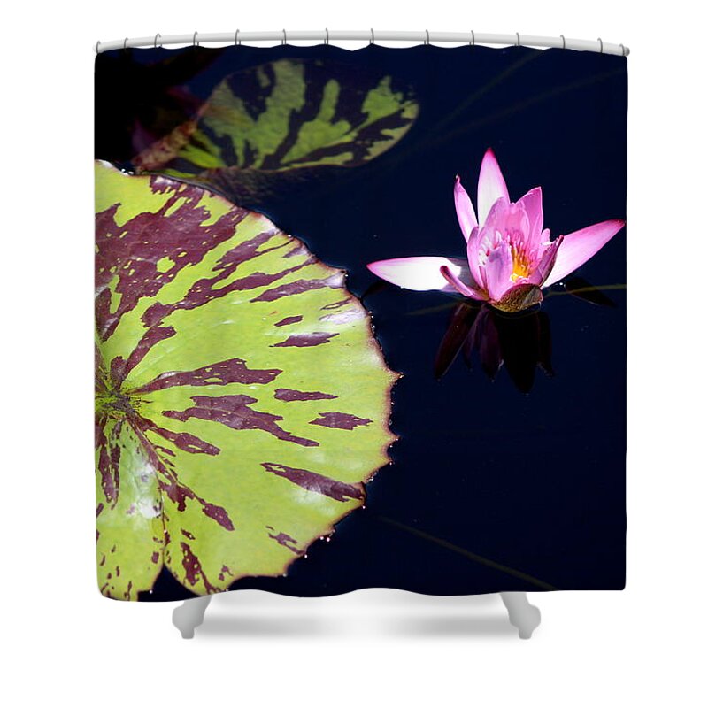 Lavender Shower Curtain featuring the photograph Lavender Rose Waterlily in Blue Charcoal Waters by Colleen Cornelius