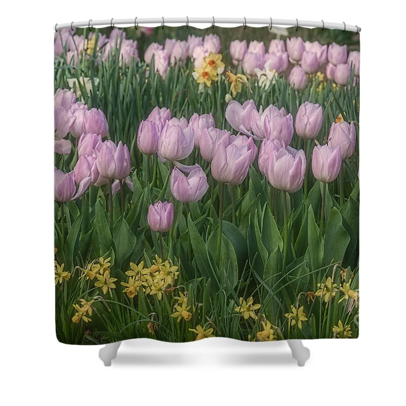 Lavender Shower Curtain featuring the photograph Lavender Tulips by Elaine Teague
