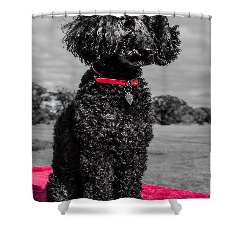 Layla Shower Curtain featuring the photograph Layla by Martina Fagan