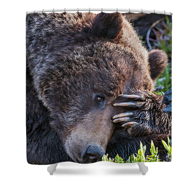 Bear Shower Curtain featuring the photograph Lazy Bear by Wesley Aston
