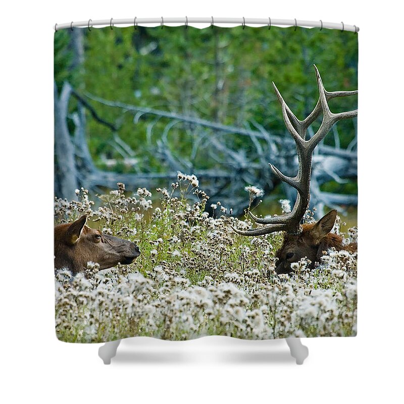 Elk Shower Curtain featuring the photograph Lazy Days by Wesley Aston