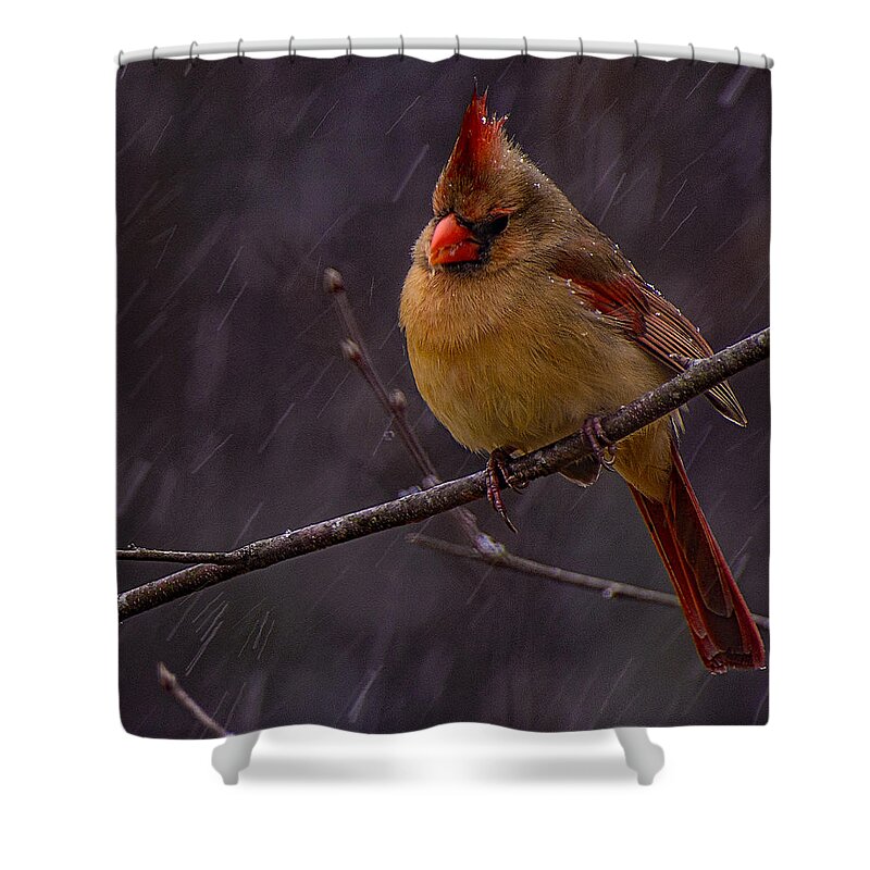 Leading Lady Prints Shower Curtain featuring the photograph Leading Lady by John Harding