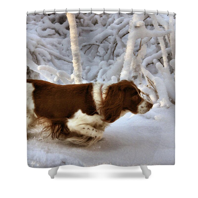 Springer Spaniel Shower Curtain featuring the photograph Leading the Way by Kristin Elmquist