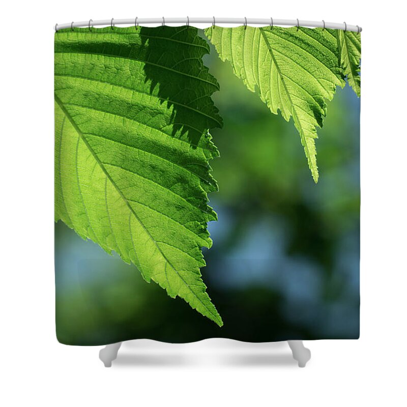 Leaves Shower Curtain featuring the photograph Leaf Variation 1 of 3 by James Barber
