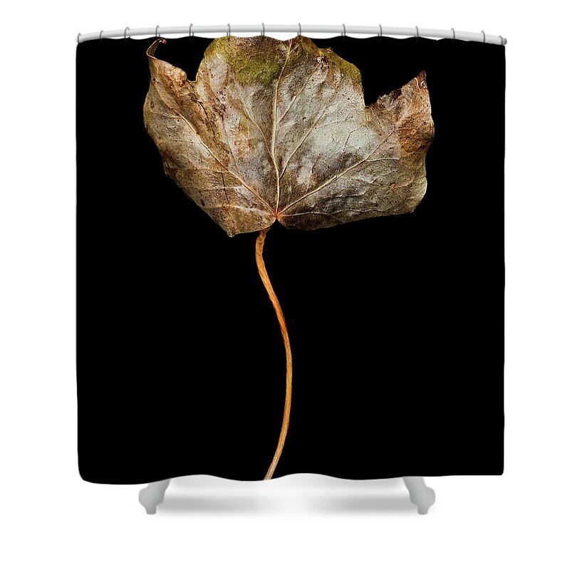 Leaf Shower Curtain featuring the photograph Leaf 3 by David J Bookbinder