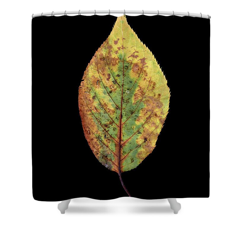 Leaf Shower Curtain featuring the photograph Leaf 5 by David J Bookbinder