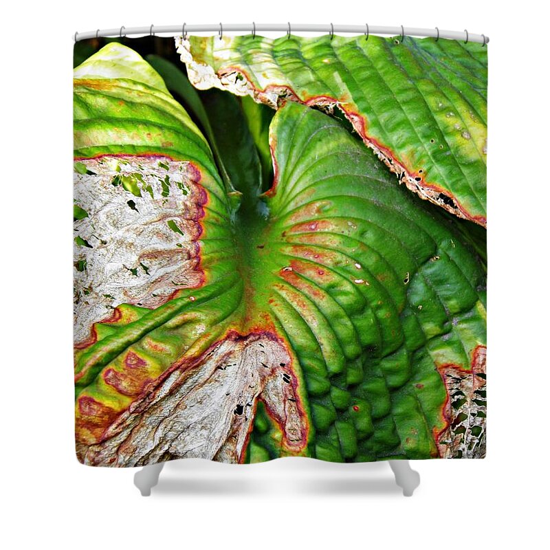 Leaf Shower Curtain featuring the photograph Leaf Abstract 12 by Sarah Loft