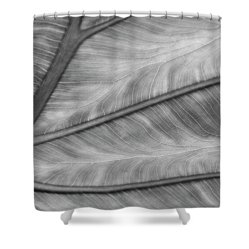 Wall Art Shower Curtain featuring the photograph Leaf Abstraction by Jeffrey PERKINS
