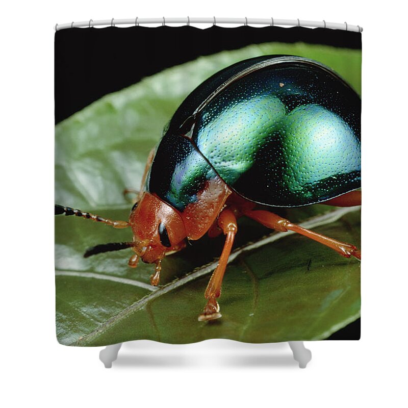 00126082 Shower Curtain featuring the photograph Leaf Beetle from South Africa by Mark Moffett