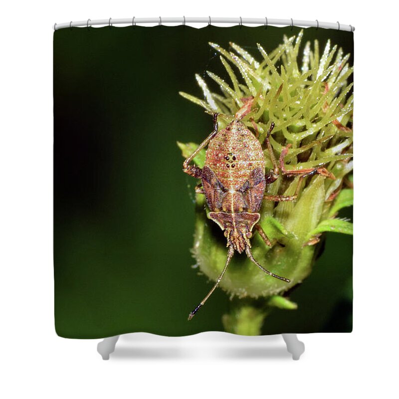 Photograph Shower Curtain featuring the photograph Leaf Footed Bug Nymph by Larah McElroy
