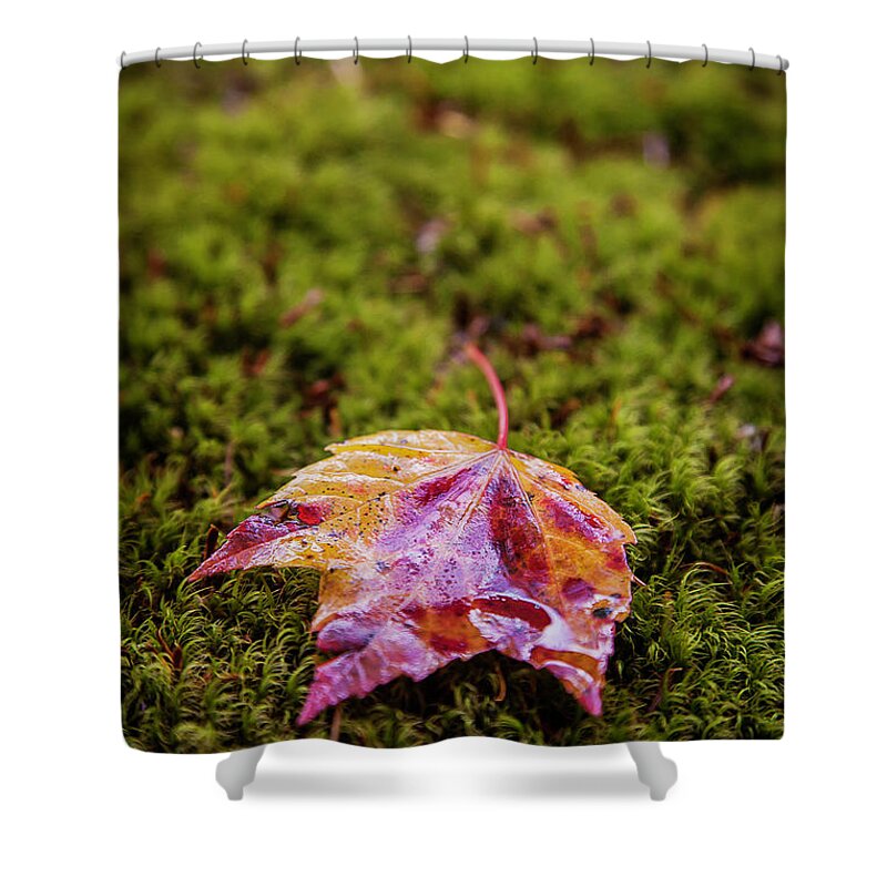 Fall Shower Curtain featuring the photograph Leaf on Moss by Benjamin Dahl