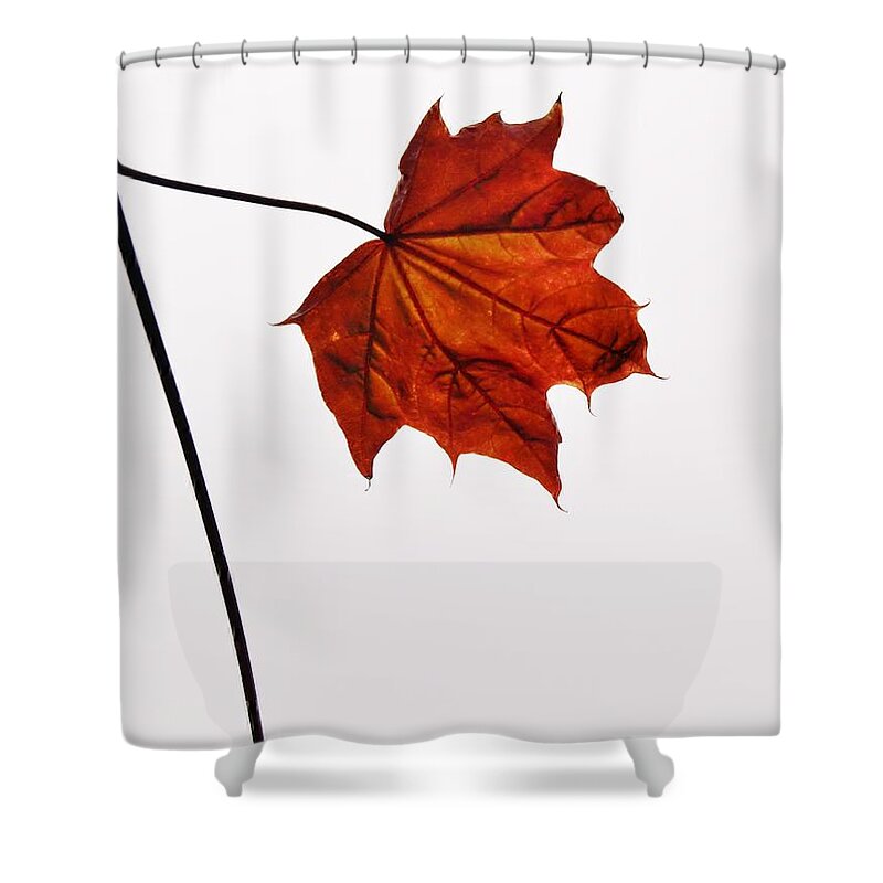 Leaf Shower Curtain featuring the photograph Leaf by Richard Brookes