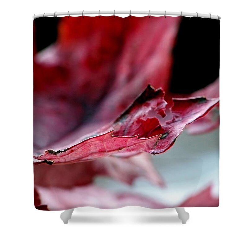 Abstract Shower Curtain featuring the photograph Leaf Study II by Lauren Radke