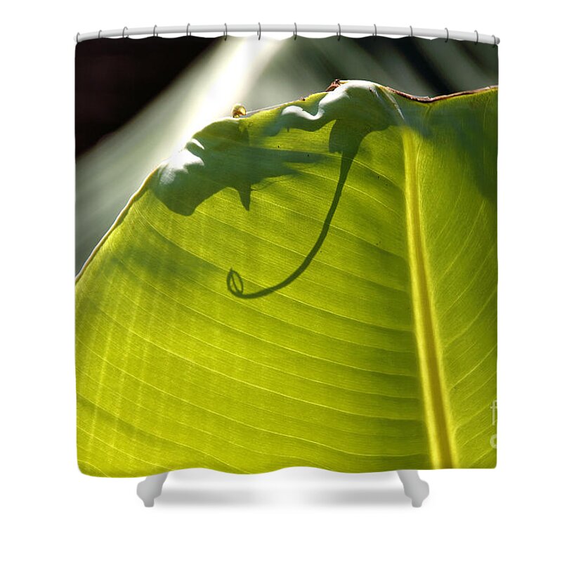Leaf Shower Curtain featuring the photograph Leaf with Nubbin and Curly Cue by David Frederick