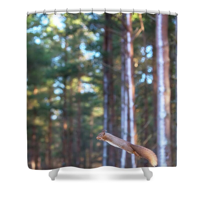 Red Shower Curtain featuring the photograph Leaping Red Squirrel Tall by Pete Walkden