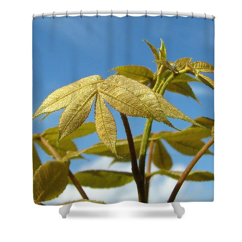 Nature Shower Curtain featuring the photograph Leaves of Gold by Peggy Urban