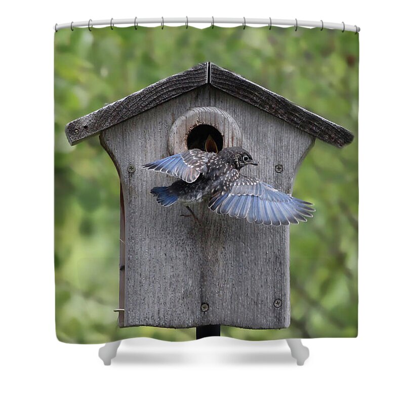 Bluebird Shower Curtain featuring the photograph Leaving Home by Jackson Pearson