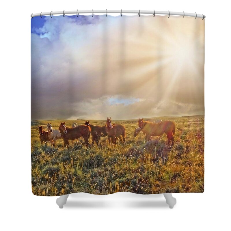 Sun Shower Curtain featuring the photograph Led by the Light by Amanda Smith