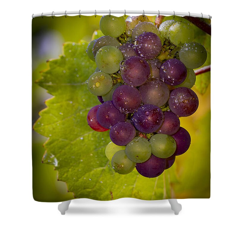 Vineyard Shower Curtain featuring the photograph Leftover pinot cluster by Jean Noren