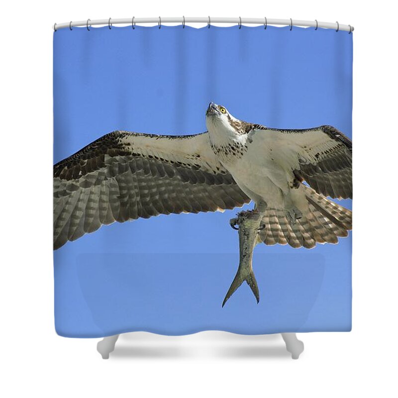 Osprey Shower Curtain featuring the photograph Leftovers by Quinn Sedam