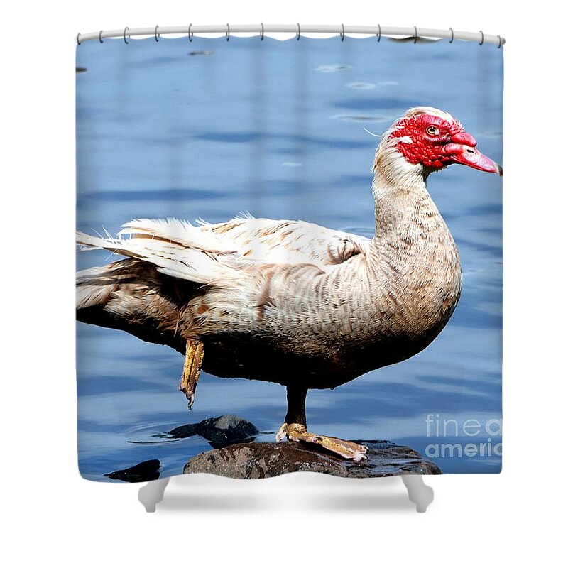 Goose Shower Curtain featuring the photograph Leg Up by Dani McEvoy