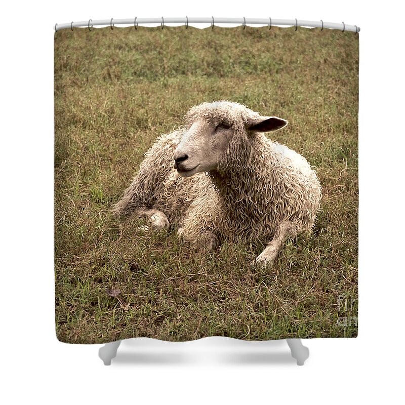 Leicester Longwool Sheep Shower Curtain featuring the photograph Leicester Sheep in the Dewy Grass by Lara Morrison