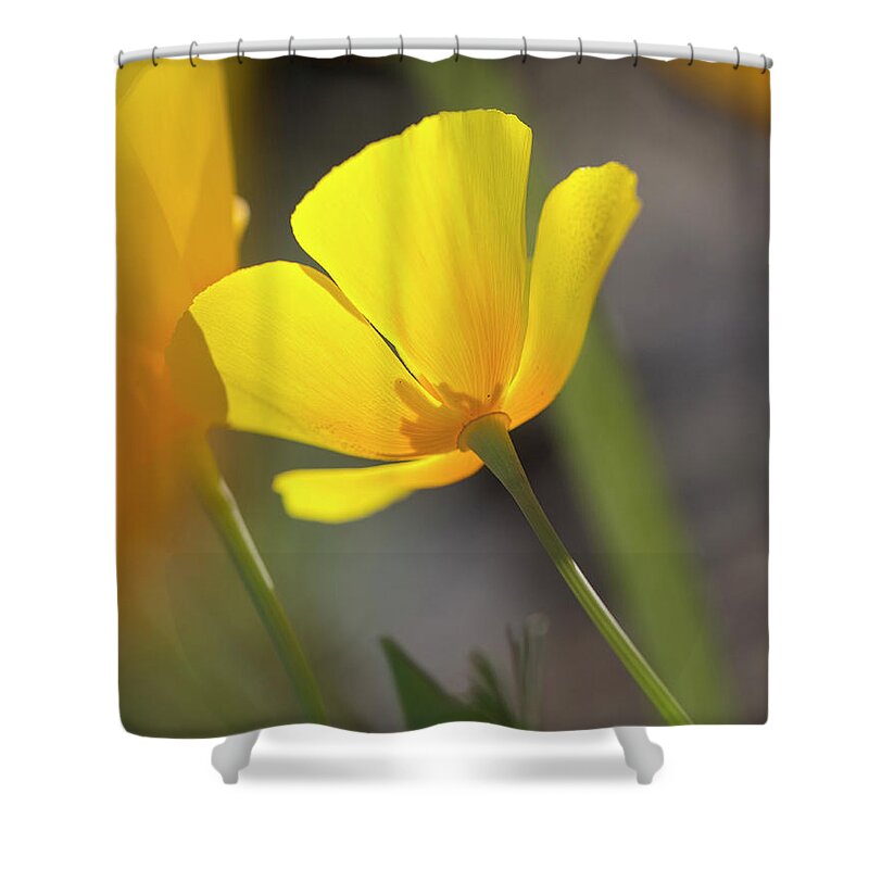Yellow Shower Curtain featuring the photograph Lemon Yellow by Sue Cullumber