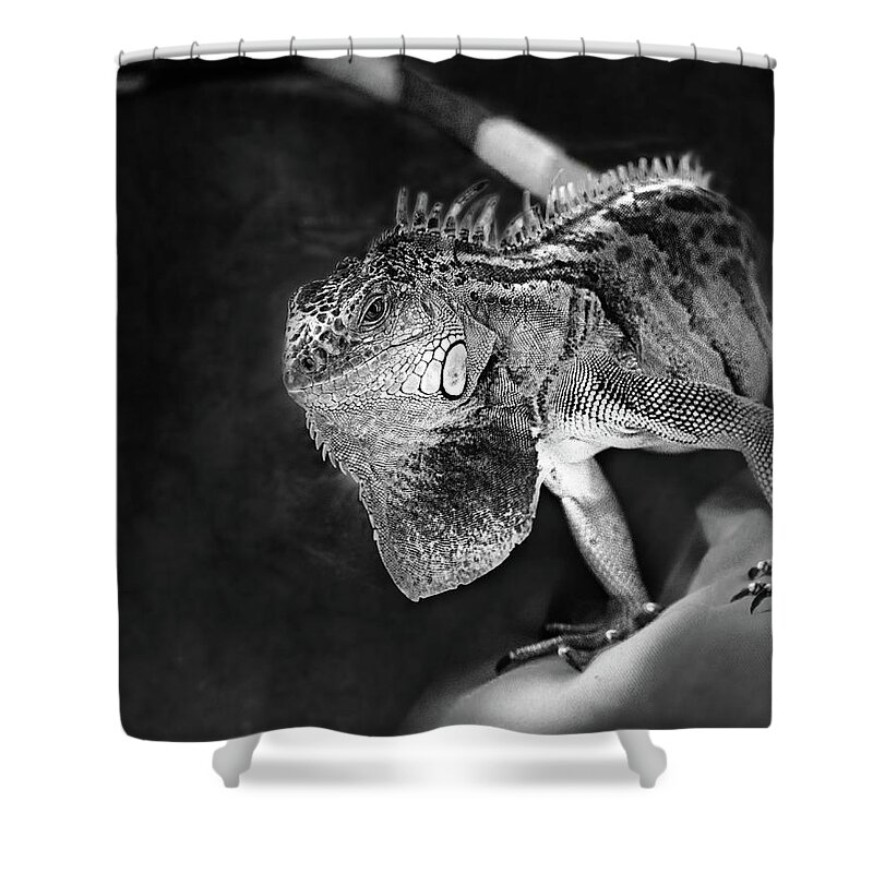 Iguana Shower Curtain featuring the photograph Lenny The Iguana by Sue Capuano