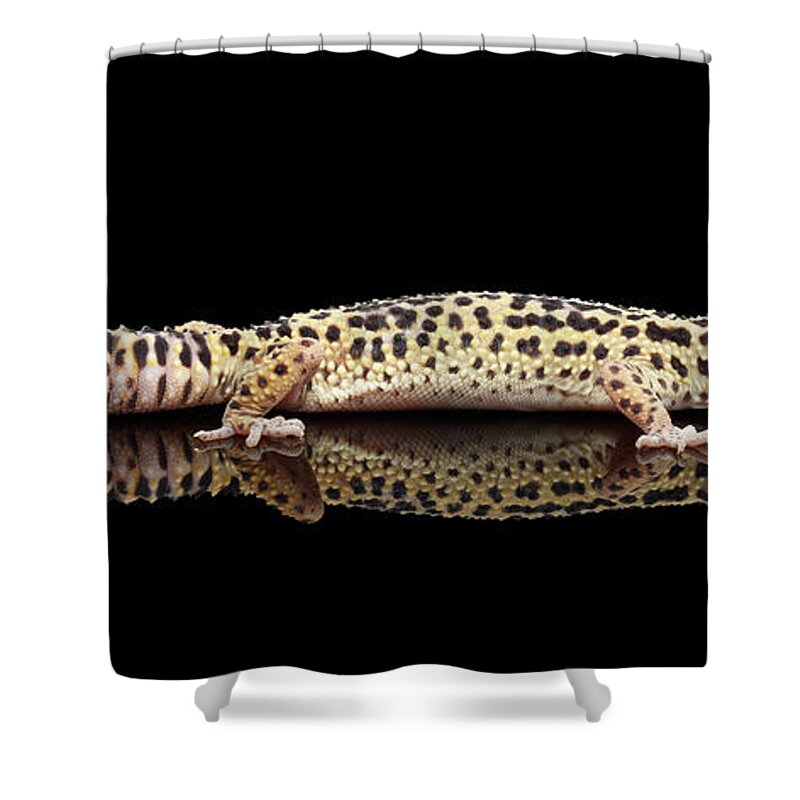 Gecko Shower Curtain featuring the photograph Leopard Gecko Eublepharis macularius Isolated on Black Background by Sergey Taran