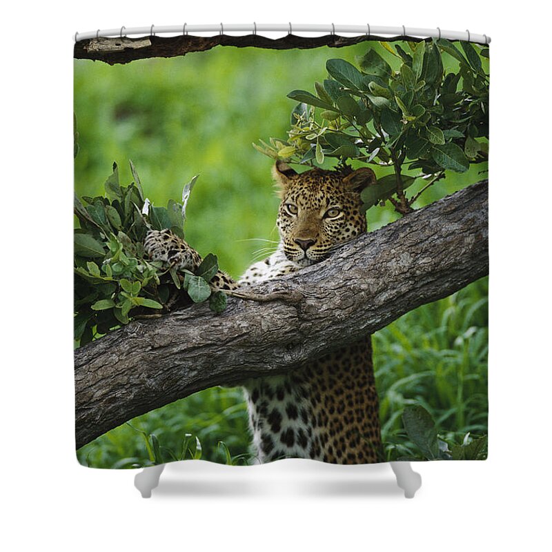 00205505 Shower Curtain featuring the photograph Leopard Scent Marking Tree by Gerry Ellis